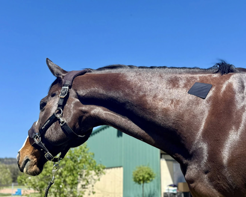 equifixt uk