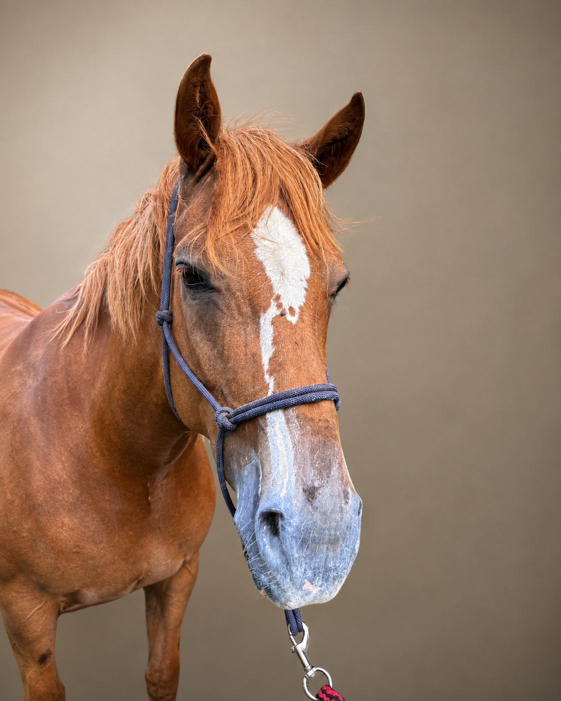 Horse sun cream for pink muzzles white markings and sensitive skin