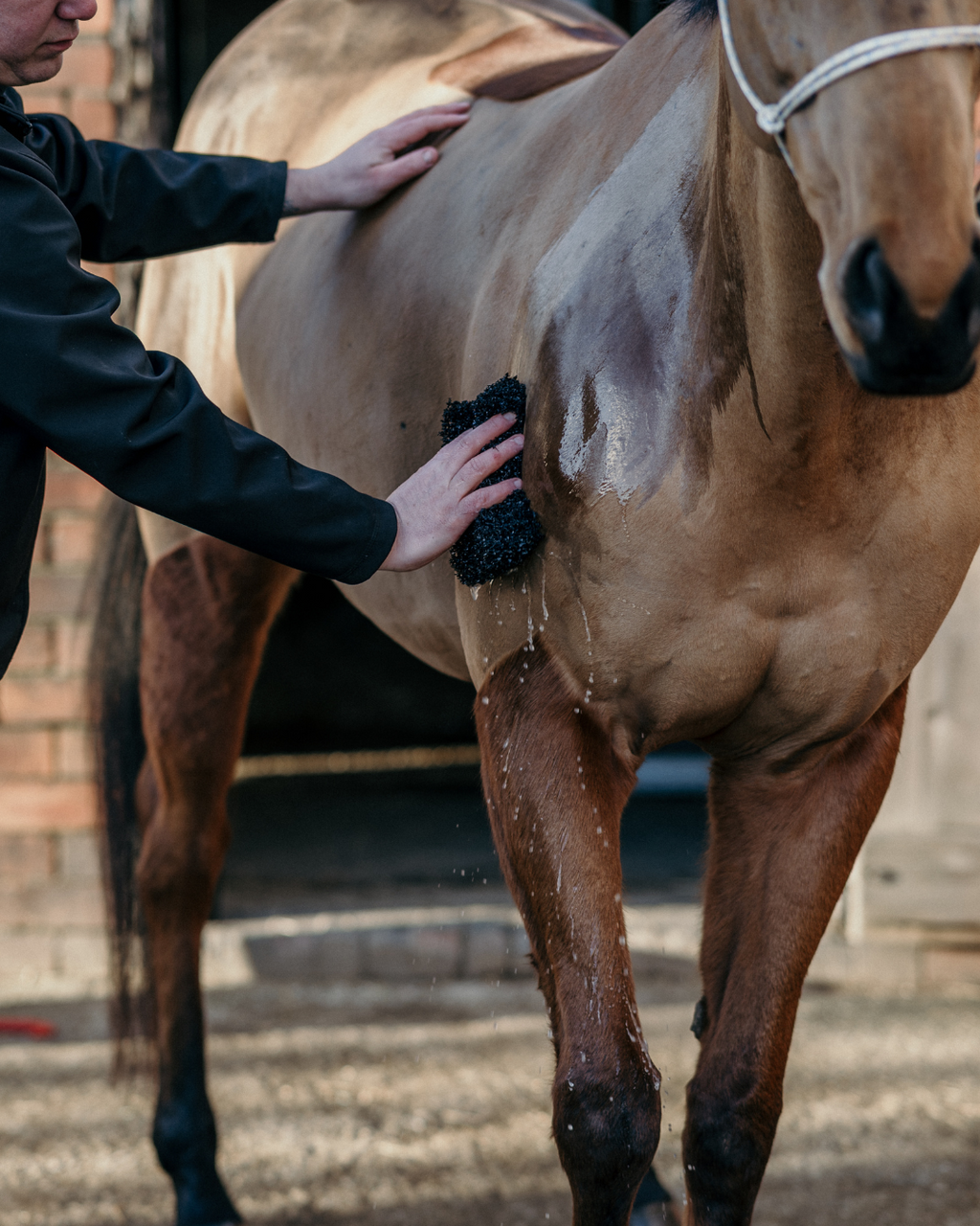 No rinse cooling wash for hot and sweaty horses