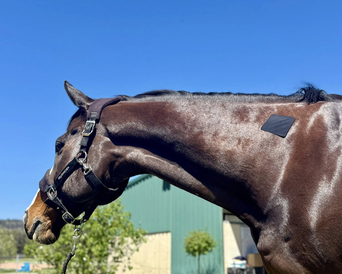 Equi-Fixt Adhesive Kit