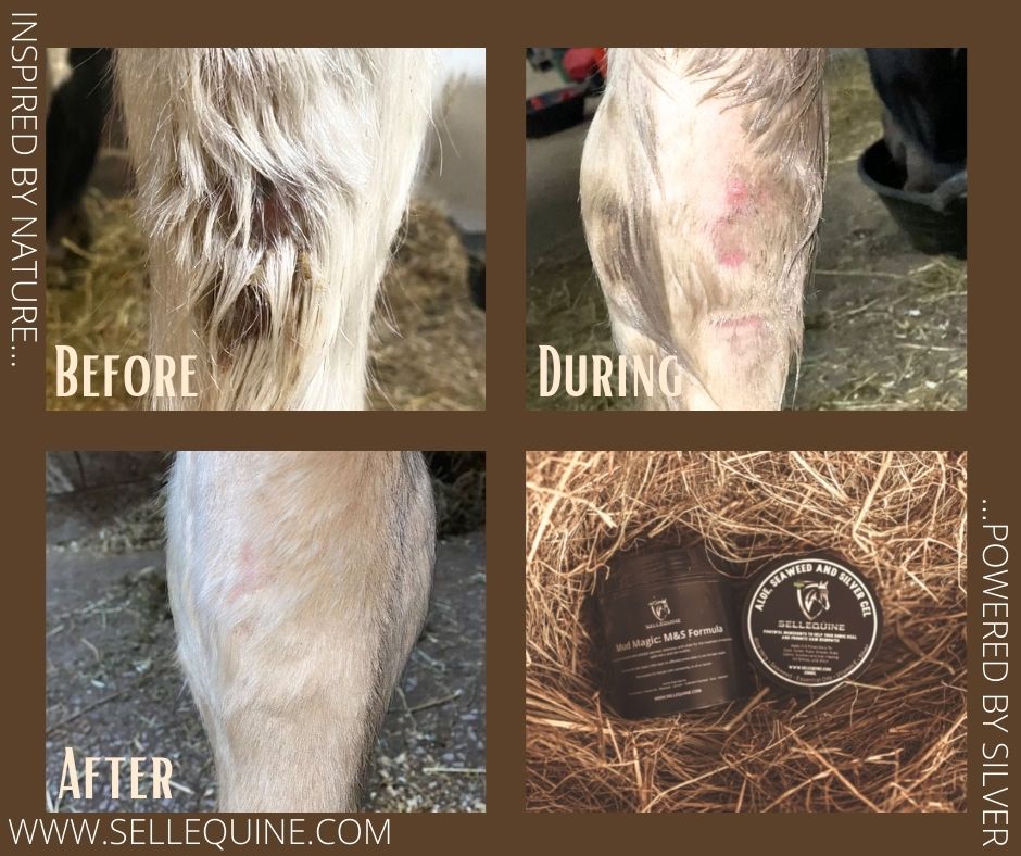 Sellequine M&S Bundle for scabby and flaky horse skin