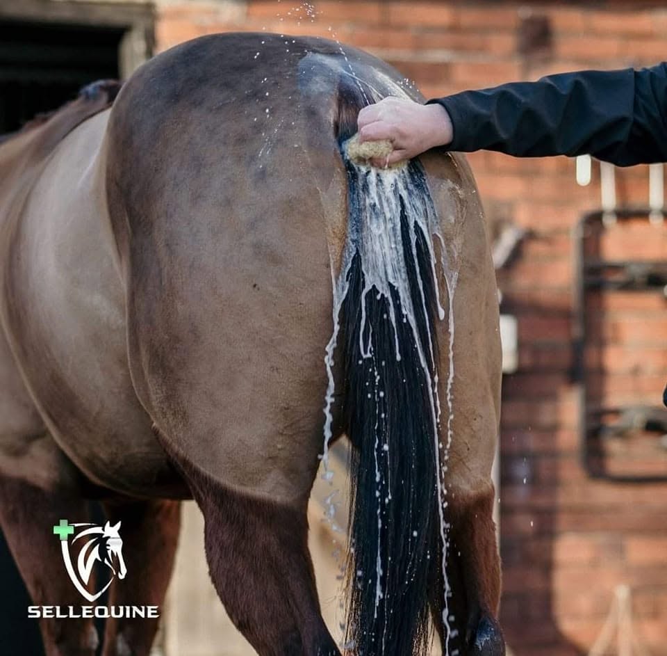 Sellequine horse shampoo for itchy sensitive and allergy-prone skin