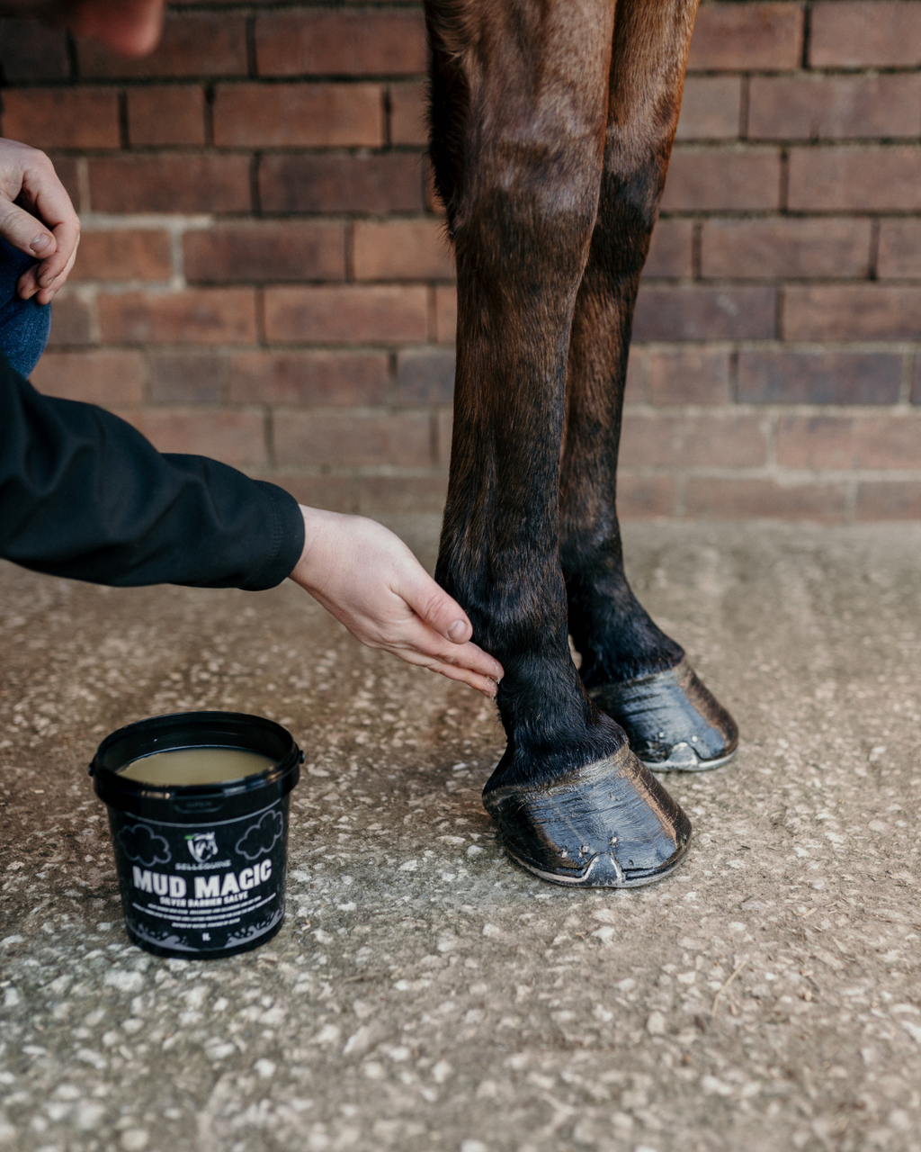 mud fever treatment for horses