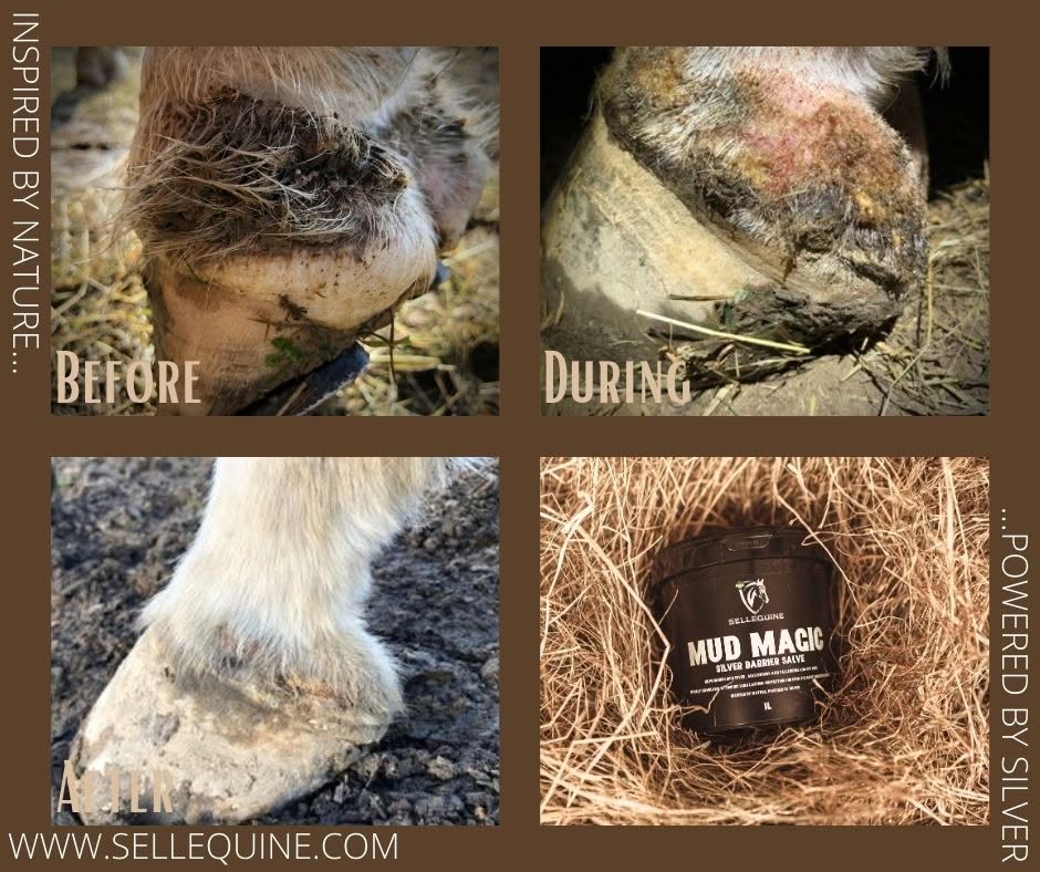 silver balm for mud fever in horses