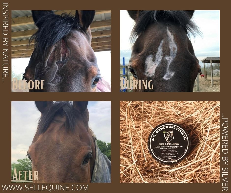 silver cream for horses
